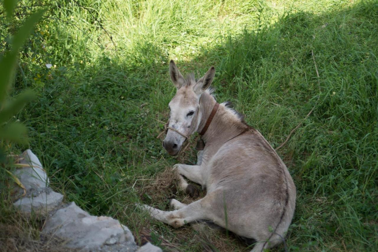 Rijeka CrnojevićaLucha Apartmanアパートメント エクステリア 写真